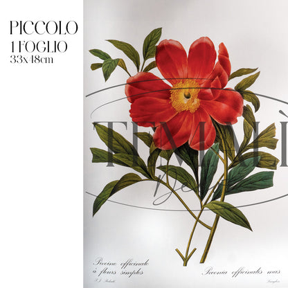 Découpage Botanical Vintage - Peonia Officinale