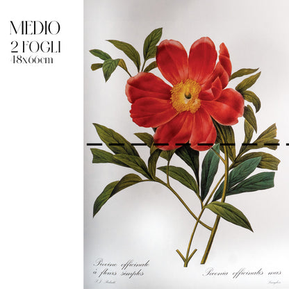 Découpage Botanical Vintage - Peonia Officinale