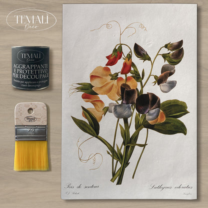 Découpage Botanical Vintage - Pisello Odoroso