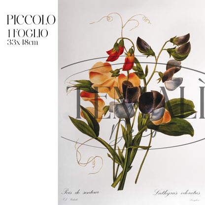 Découpage Botanical Vintage - Pisello Odoroso