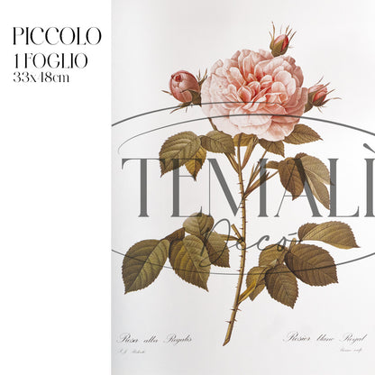 Dècoupage Botanical Vintage - Rosa Regale
