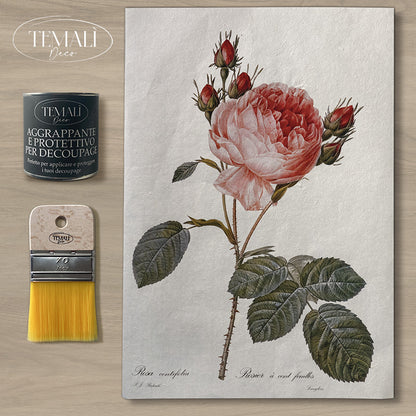 Dècoupage Botanical Vintage - Rosa Centifoglia