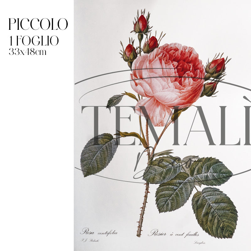 Dècoupage Botanical Vintage - Rosa Centifoglia