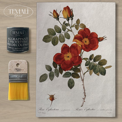 Dècoupage Botanical Vintage - Rosa Eglanteria