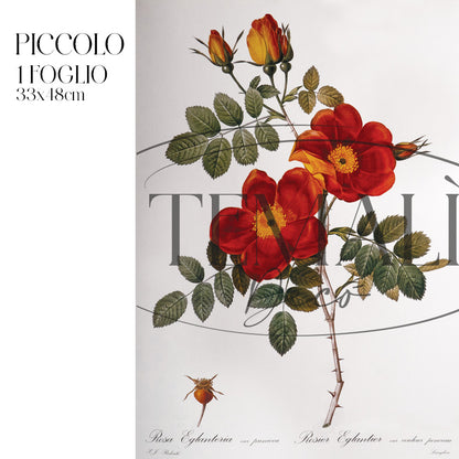 Dècoupage Botanical Vintage - Rosa Eglanteria