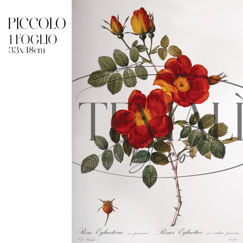 Dècoupage Botanical Vintage - Rosa Eglanteria