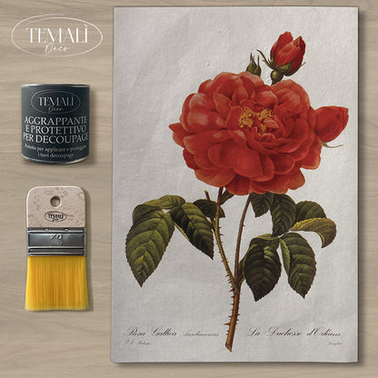 Dècoupage Botanical Vintage - Rosa Gallica