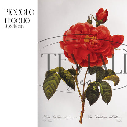 Dècoupage Botanical Vintage - Rosa Gallica