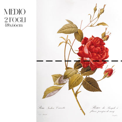 Dècoupage Botanical Vintage - Rosa Indaca