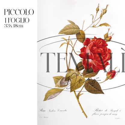 Dècoupage Botanical Vintage - Rosa Indaca