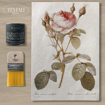 Dècoupage Botanical Vintage - Rosa Muscosa