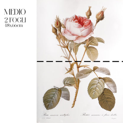 Dècoupage Botanical Vintage - Rosa Muscosa