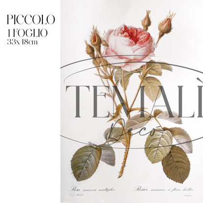 Dècoupage Botanical Vintage - Rosa Muscosa