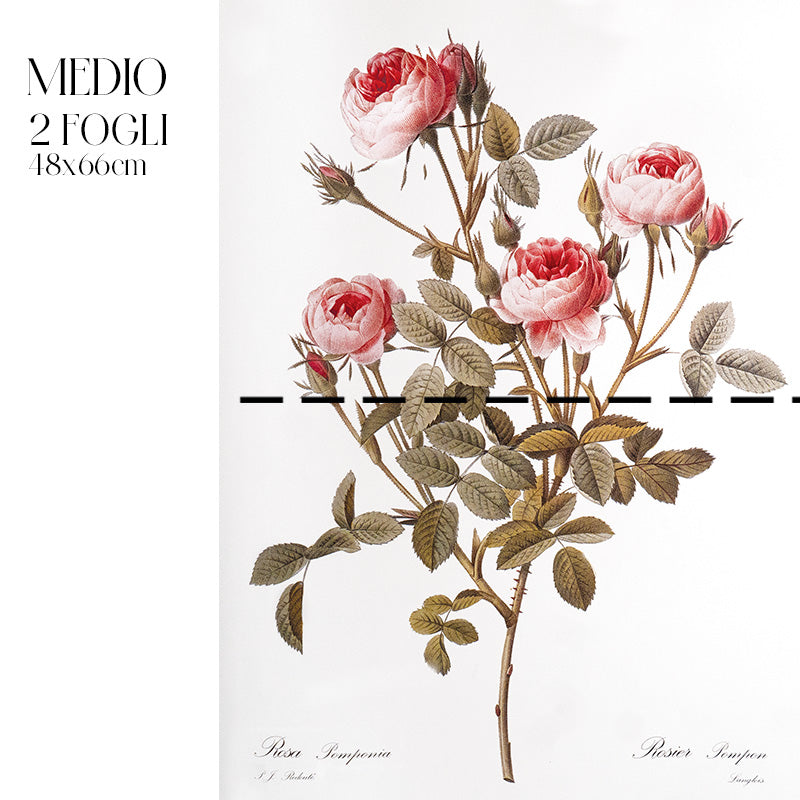 Dècoupage Botanical Vintage - Rosa Pompon