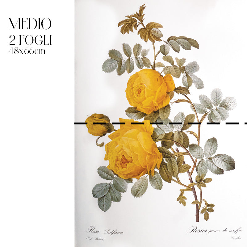 Dècoupage Botanical Vintage - Rosa Sulfurea