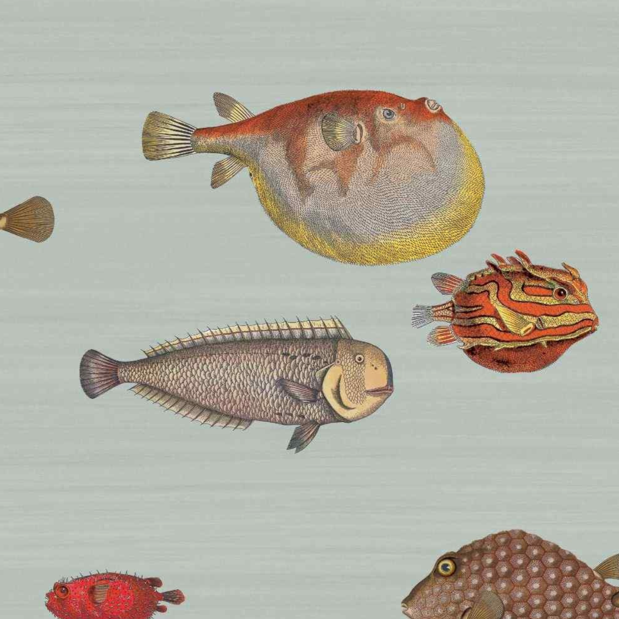 Carta da Parati "Acquario azzurro" Fornasetti | COLE & SON