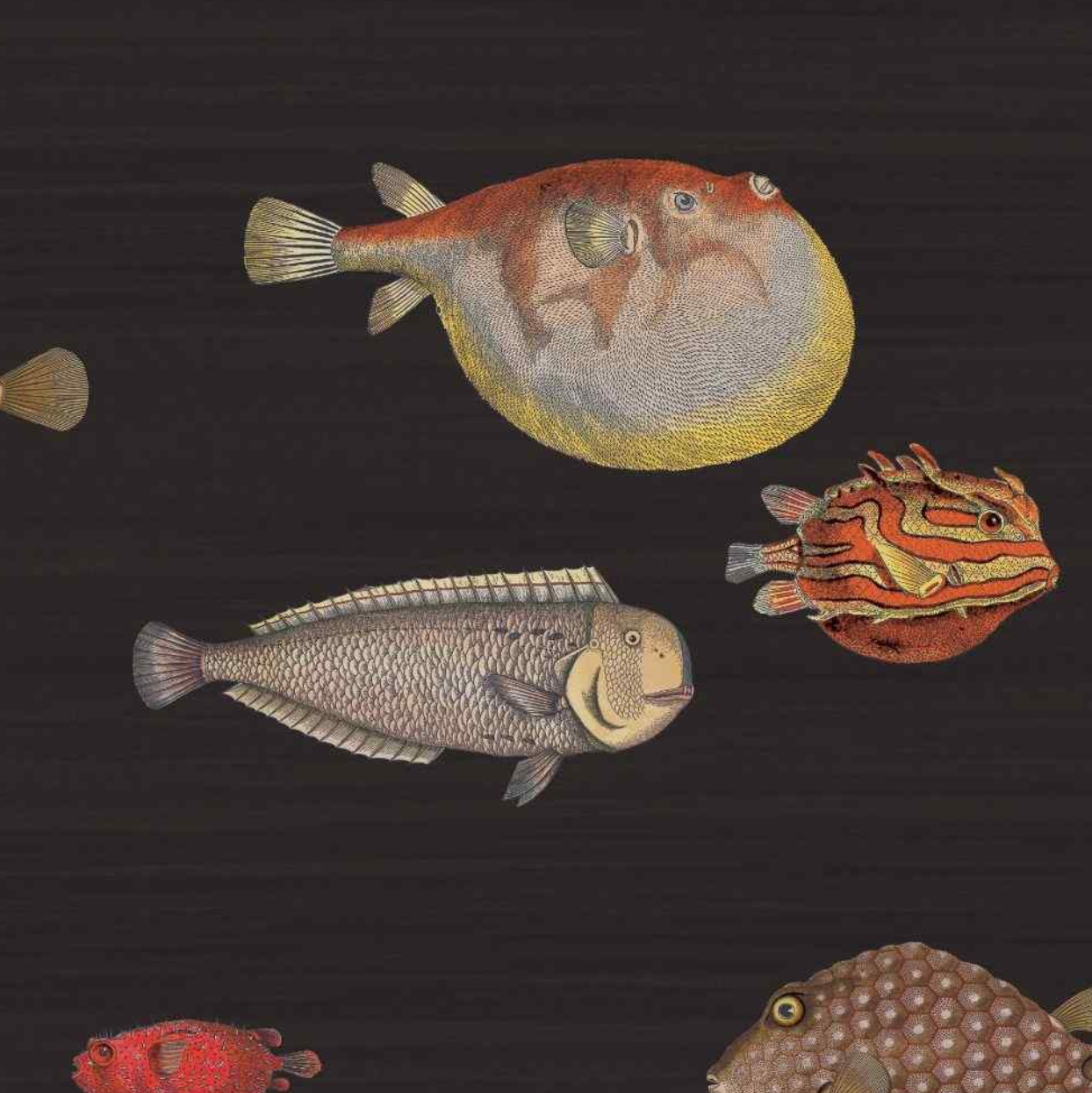 Carta da Parati "Acquario nero" Fornasetti | COLE & SON