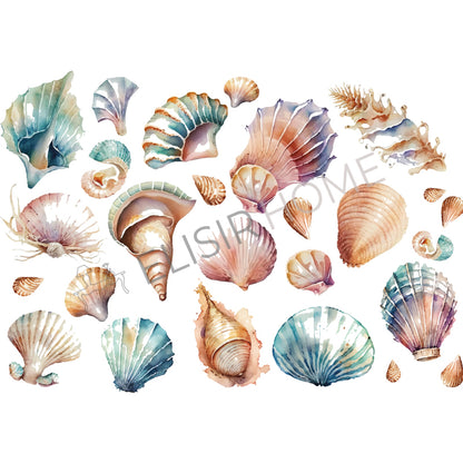 Stampa Trasferibile “CONCHIGLIE MERAVIGLIA” 28×40 cm