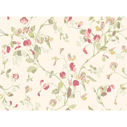 Carta da Parati "SWEET PEA Archive Anthology Coral & Olive on Cream" Botanical | COLE & SON
