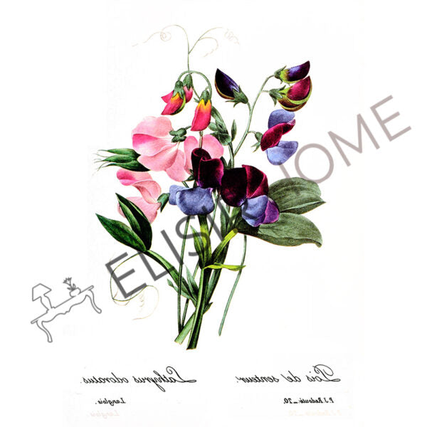 Stampa Trasferibile “BOTANICA, BOUQUET” 28×40 cm