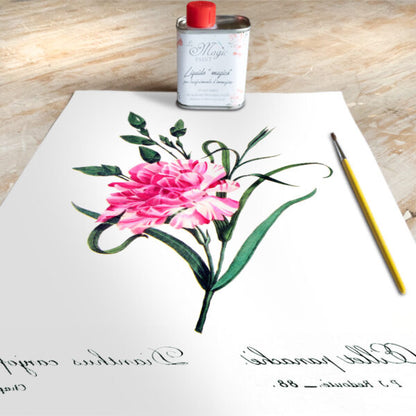 Stampa Trasferibile “BOTANICA, DIANIHUS” 28×40 cm