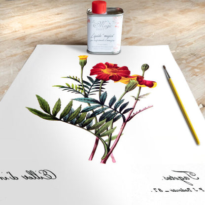 Stampa Trasferibile “BOTANICA, EILLET D'INDE” 28×40 cm