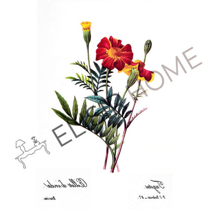 Stampa Trasferibile “BOTANICA, EILLET D'INDE” 28×40 cm