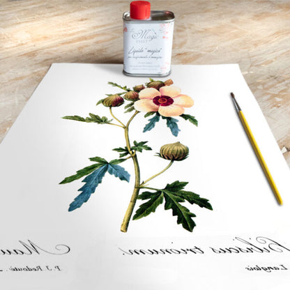 Stampa Trasferibile “BOTANICA, HIBISCUS” 28×40 cm
