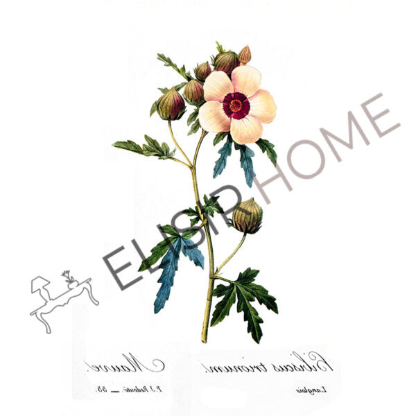 Stampa Trasferibile “BOTANICA, HIBISCUS” 28×40 cm