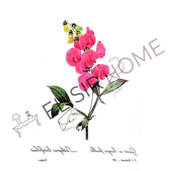 Stampa Trasferibile “BOTANICA, ORCHIDEA” 28×40 cm