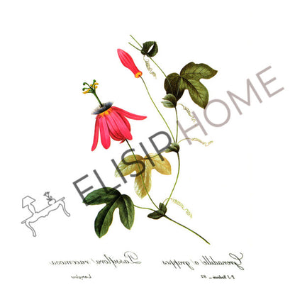 Stampa Trasferibile “BOTANICA, PASSIFLORA” 28×40 cm