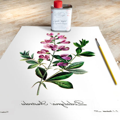 Stampa Trasferibile “BOTANICA, PODALYRIA” 28×40 cm