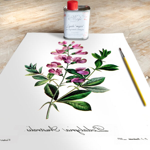 Stampa Trasferibile “BOTANICA, PODALYRIA” 28×40 cm