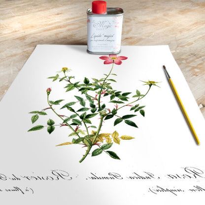 Stampa Trasferibile “BOTANICA, ROSA BENGALA” 28×40 cm