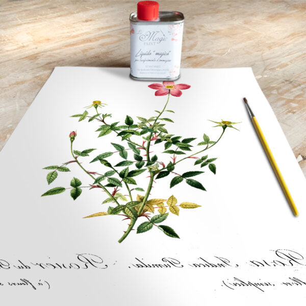 Stampa Trasferibile “BOTANICA, ROSA BENGALA” 28×40 cm
