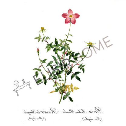 Stampa Trasferibile “BOTANICA, ROSA BENGALA” 28×40 cm