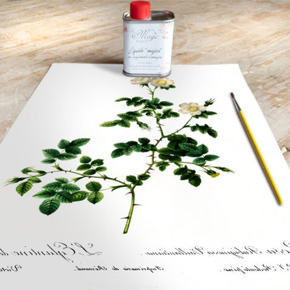 Stampa Trasferibile “BOTANICA, ROSA ELEGANTINA” 28×40 cm