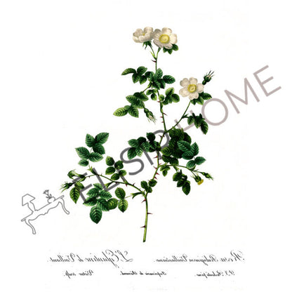 Stampa Trasferibile “BOTANICA, ROSA ELEGANTINA” 28×40 cm