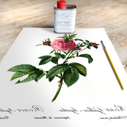 Stampa Trasferibile “BOTANICA, ROSA GALLICA” 28×40 cm