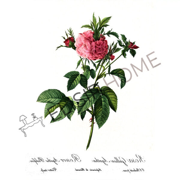 Stampa Trasferibile “BOTANICA, ROSA GALLICA” 28×40 cm