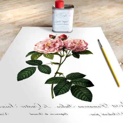 Stampa Trasferibile “BOTANICA, ROSA ITALIANA” 28×40 cm