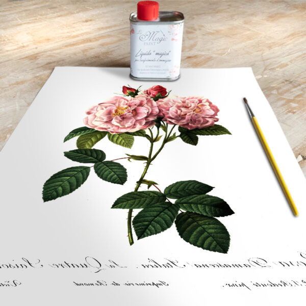 Stampa Trasferibile “BOTANICA, ROSA ITALIANA” 28×40 cm