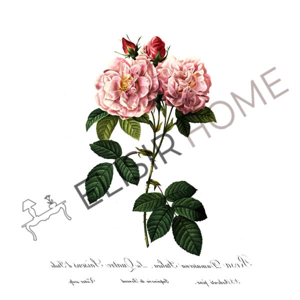 Stampa Trasferibile “BOTANICA, ROSA ITALIANA” 28×40 cm
