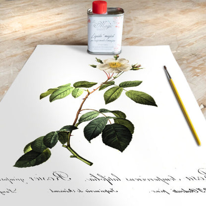 Stampa Trasferibile “BOTANICA, ROSA PERENNE” 28×40 cm