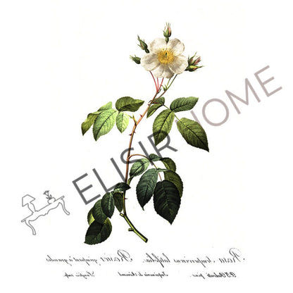 Stampa Trasferibile “BOTANICA, ROSA PERENNE” 28×40 cm