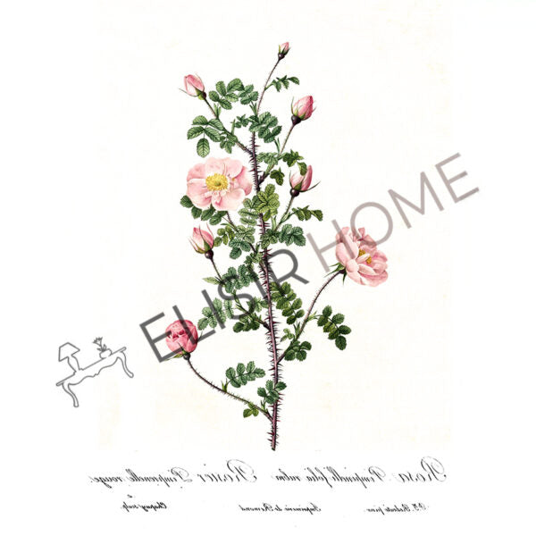 Stampa Trasferibile “BOTANICA, ROSA PIMPINELLI” 28×40 cm