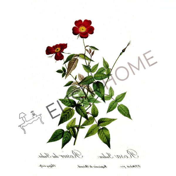 Stampa Trasferibile “BOTANICA, ROSA SELVATICA” 28×40 cm
