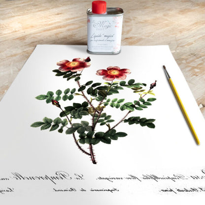 Stampa Trasferibile “BOTANICA, ROSA VARIEGATA” 28×40 cm