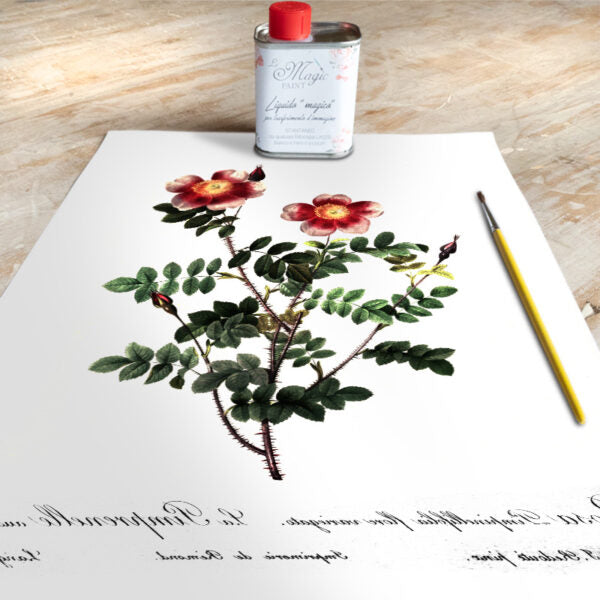 Stampa Trasferibile “BOTANICA, ROSA VARIEGATA” 28×40 cm