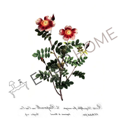 Stampa Trasferibile “BOTANICA, ROSA VARIEGATA” 28×40 cm